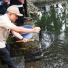 DR. Dian Rachmat Yanuar, M.Si saat menebar bibit ikan dewa di situs Kebon Balong Ki Buyut Sangkan.